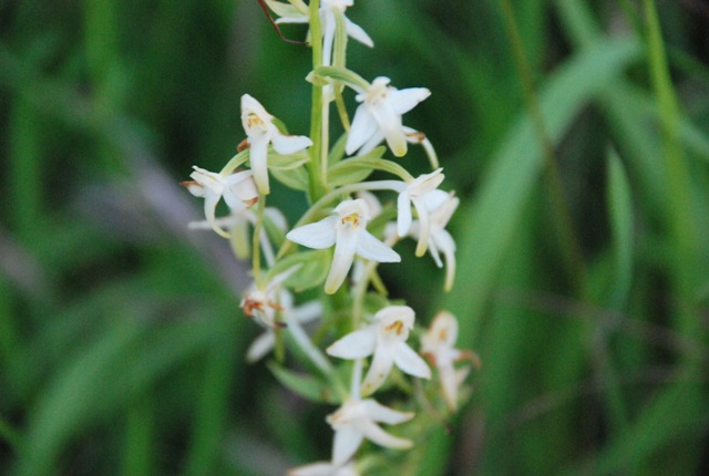 Platanthera sp.